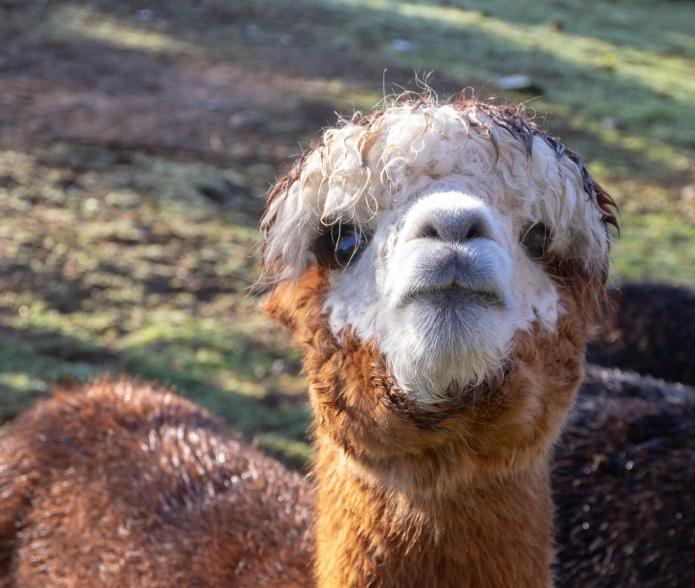 U21/26 Schaka-laka Alpaka