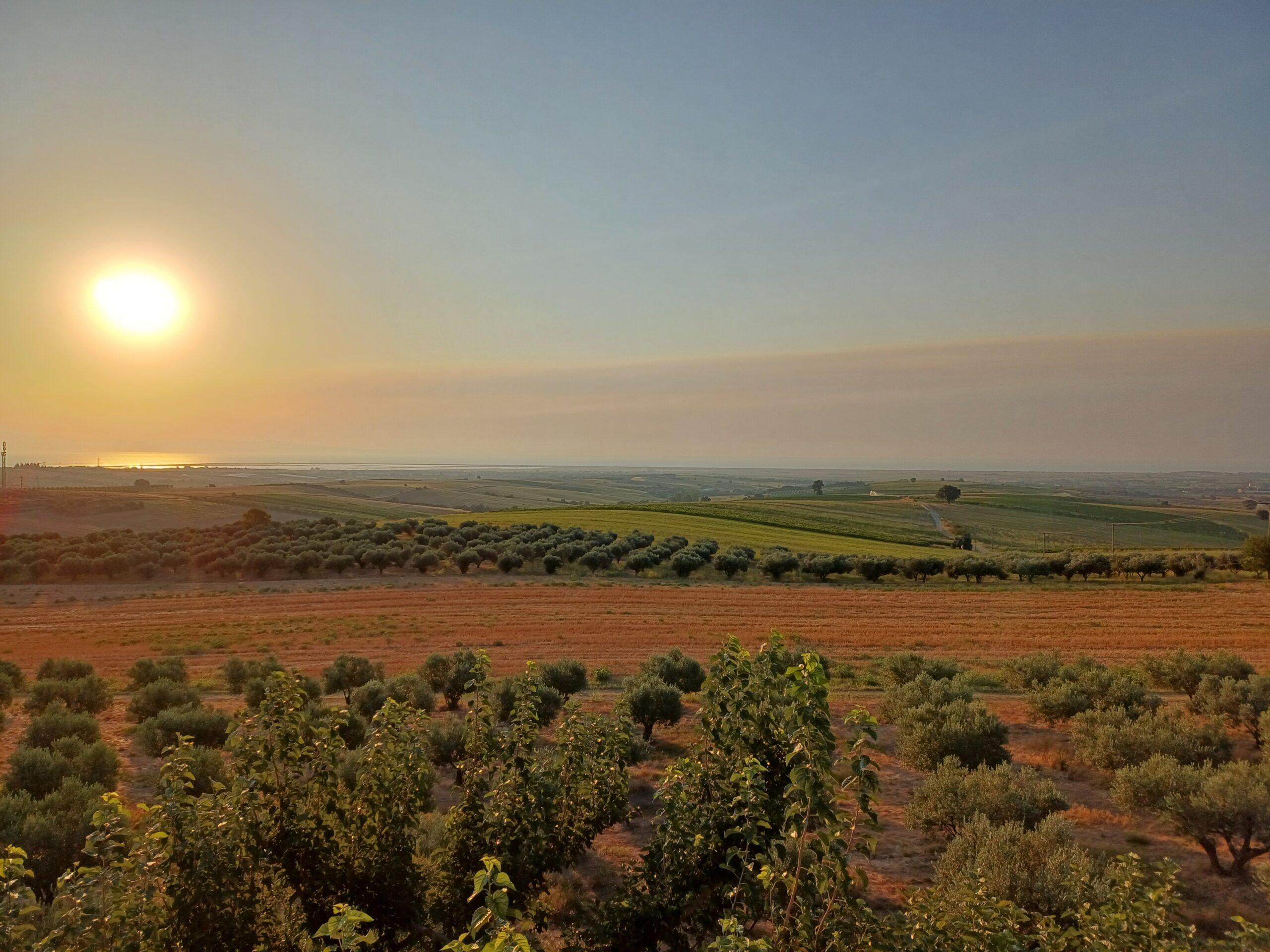 U08/26 Griechischer Wein 1.0